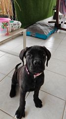 Cane corso