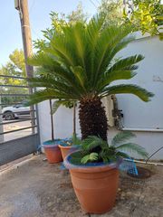 Τσίκα (Cycas Revoluta) μεγάλη – ύψος 1,40 μ., περίμετρος κορμού 80 εκ. – εξαιρετική κατάσταση