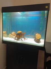 Ενυδρείο anubias-thumb-1