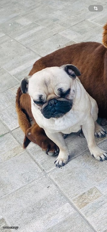 Σκυλάκι pug