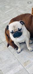 Σκυλάκι pug