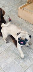 Σκυλάκι pug-thumb-1