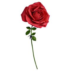 XXL Rose / Gadgets-thumb-2