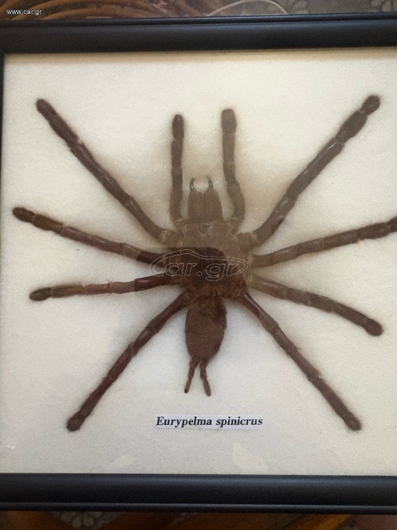 eurypelma spinicrus
