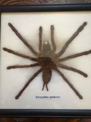 eurypelma spinicrus