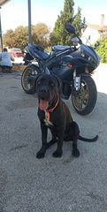 Yamaha YZF-R1 2005-thumb-8