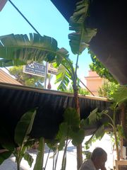 μπανανιά mussa-thumb-1
