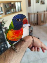 Lory παπαγάλος