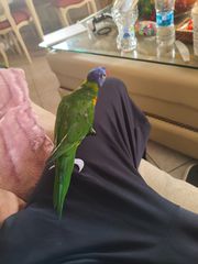 Lory παπαγάλος-thumb-1