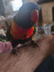 Lory παπαγάλος-thumb-2