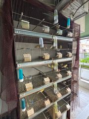 Κλουζώ ζευγαρωστρα καναρινιων