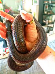 Φίδι xenopeltis unicolor