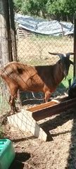 Πωλούνται αλπιν αρσενικά ενός έτους κατσικια 2