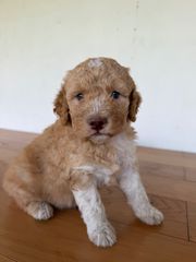 Lagotto romagnolo