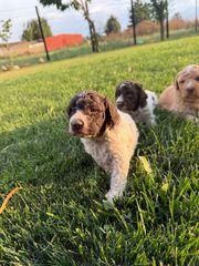 Lagotto romagnolo-thumb-1