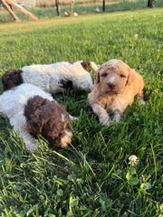 Lagotto romagnolo-thumb-2