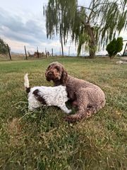 Lagotto romagnolo-thumb-4