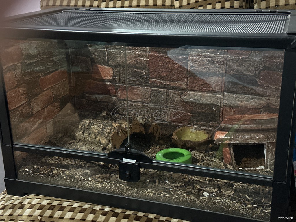 African fat teiled gecko