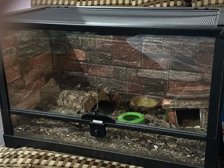 African fat teiled gecko