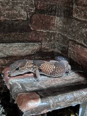 African fat teiled gecko-thumb-1