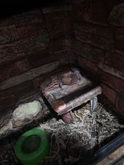 African fat teiled gecko-thumb-2