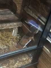 African fat teiled gecko-thumb-3