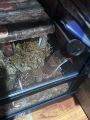 African fat teiled gecko-thumb-4
