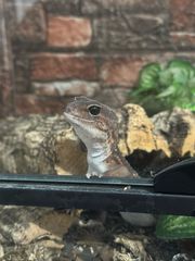 African fat teiled gecko-thumb-5