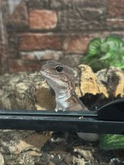 African fat teiled gecko-thumb-6