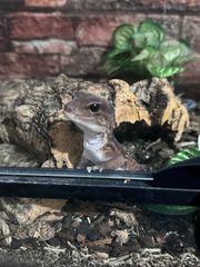 African fat teiled gecko-thumb-7