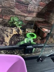 African fat teiled gecko-thumb-8