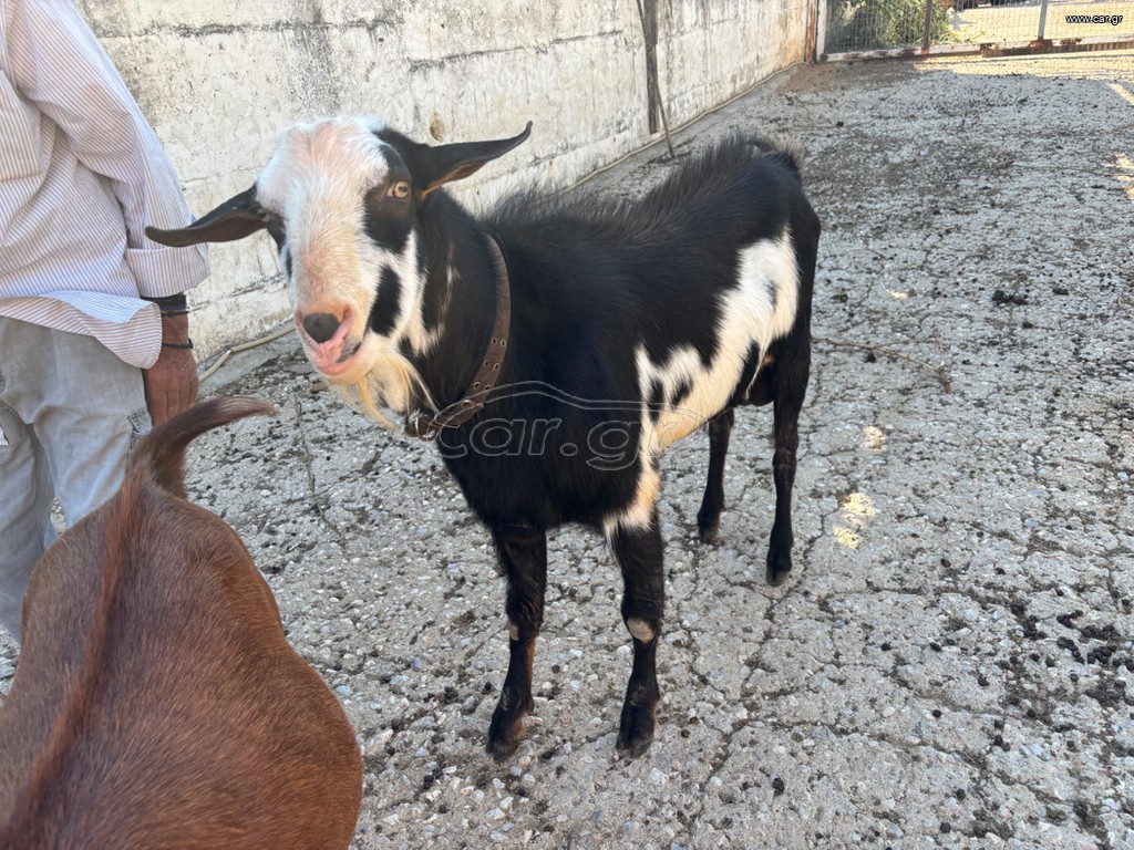 Τραγος