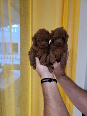 POODLE TOY RED