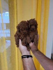 POODLE TOY RED-thumb-2