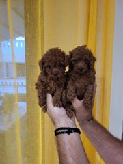 POODLE TOY RED-thumb-3
