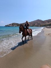 Αμαξα και άλογο-thumb-1