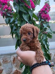 POODLE TEA CUP RED ME PEDIGREE