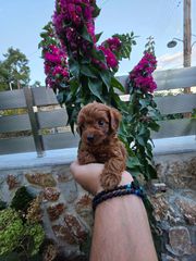 POODLE TEA CUP RED ME PEDIGREE-thumb-1