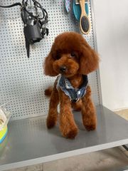POODLE TEA CUP RED ME PEDIGREE-thumb-2