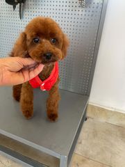 POODLE TEA CUP RED ME PEDIGREE-thumb-3