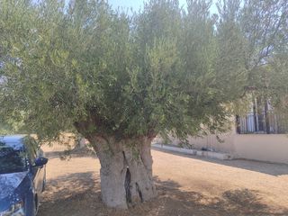 Αιωνόβια Ελαιόδεντρα και 30 ετων