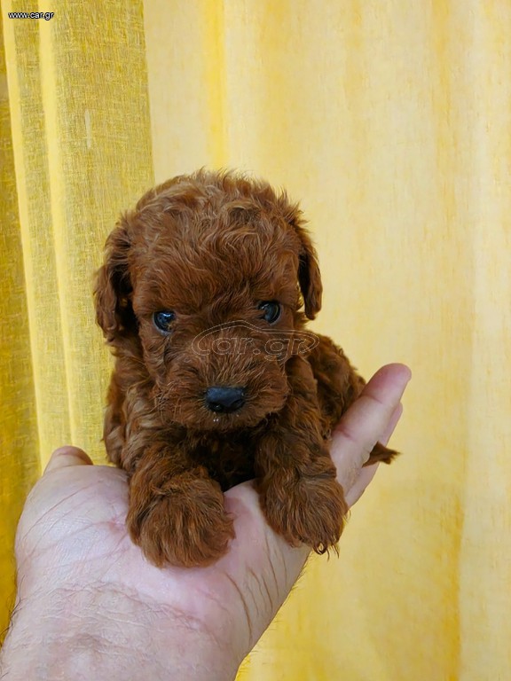 POODLE TICAP RED +PEDIGREE