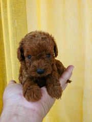 POODLE TICAP RED +PEDIGREE