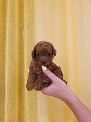 POODLE TICAP RED +PEDIGREE-thumb-1