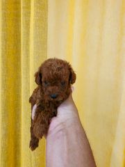 POODLE TICAP RED +PEDIGREE-thumb-2