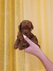 POODLE TICAP RED +PEDIGREE-thumb-3
