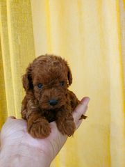 POODLE TICAP RED +PEDIGREE-thumb-4