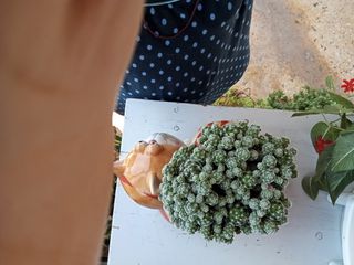 Κάκτος με κασπο-thumb-3