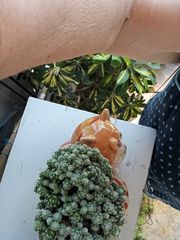 Κάκτος με κασπο-thumb-4