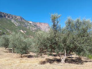 Ελιές-thumb-1